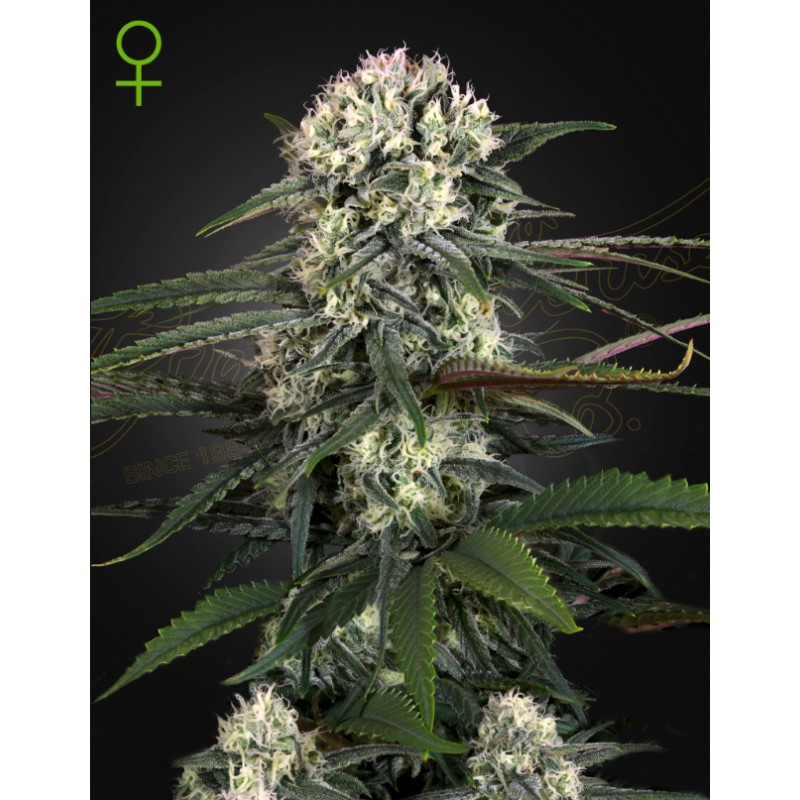 AUTO BOMB · Green House Seeds · sementes de maconha · Auto Fem