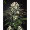 AUTO BOMB · Green House Seeds · graines de cannabis · Auto Fem