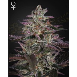 BANANA KRUMBLE · Green House Seeds · sementes de maconha · Fem