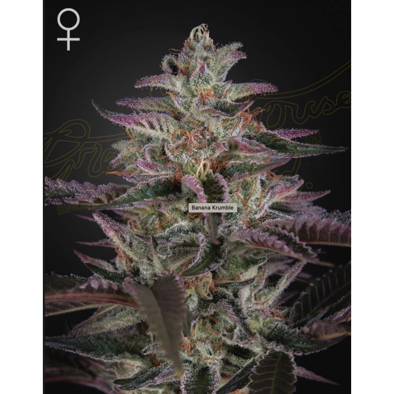BANANA KRUMBLE · Green House Seeds · graines de cannabis · Fem