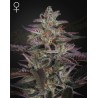 BANANA KRUMBLE · Green House Seeds · kaufen cannabis samen · Fem