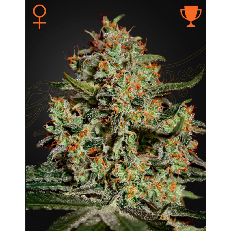 BIG BANG · Green House Seeds · sementes de maconha · Fem