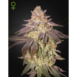 BLACK TOFFEE AUTO · Green House Seeds · cannabis samen · AutoFem