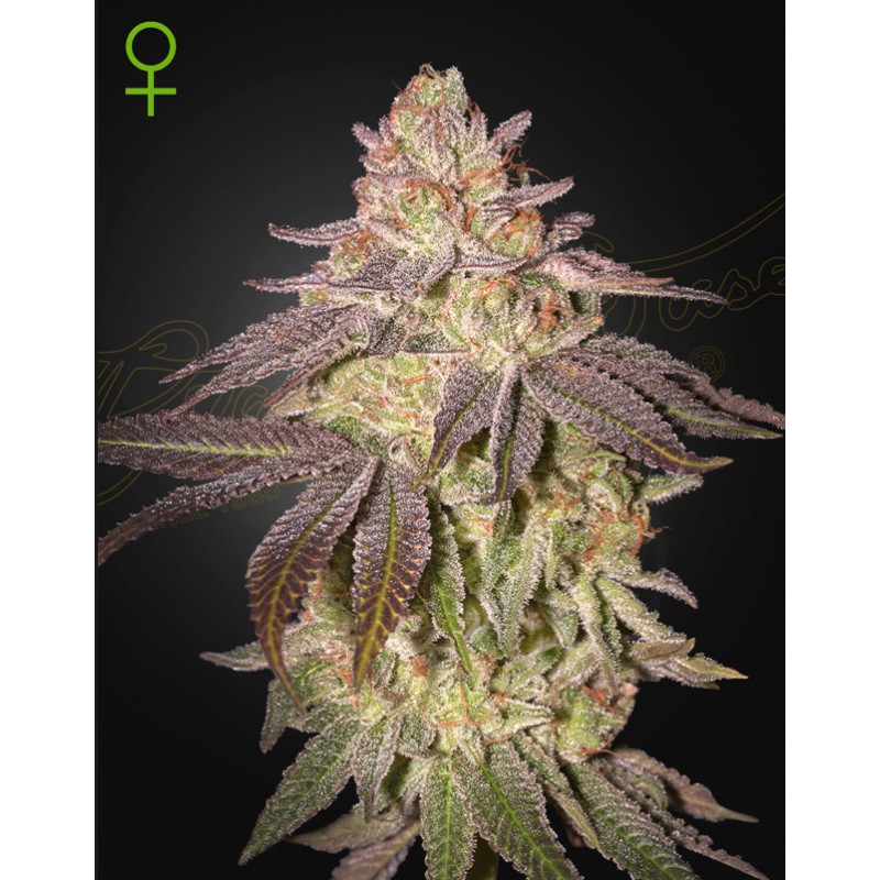 BLACK TOFFEE AUTO · Green House Seeds · sementes de maconha · AutoFem