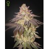 BLACK TOFFEE AUTO · Green House Seeds · cannabis samen · AutoFem