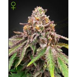 BLUE HAZE X GELATO 41 AUTO · Green House Seeds · kaufen cannabis samen · Fem