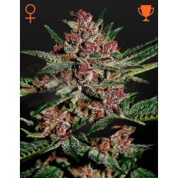 BUBBA KUSH · Green House Seeds · kenevir tohum · Disi · Fem