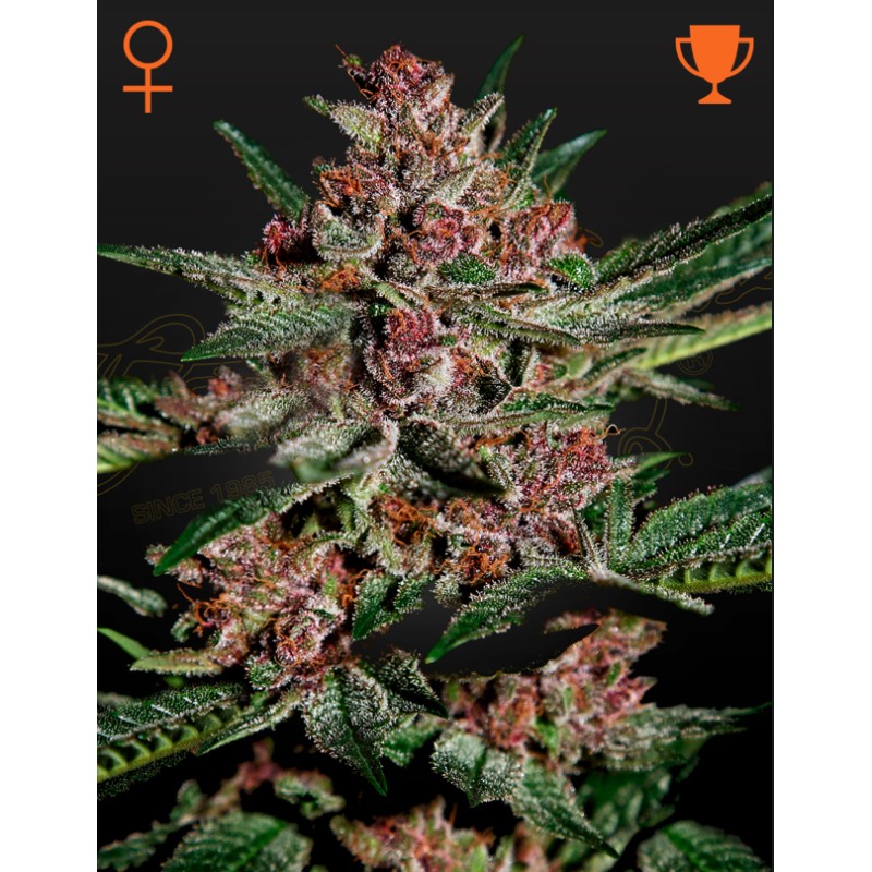 BUBBA KUSH · Green House Seeds · sementes de maconha · Fem
