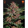 BUBBA KUSH · Green House Seeds · cannabis seeds · Fem