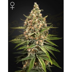 BUBBA SLUSH · Green House Seeds · sementes de maconha · Fem
