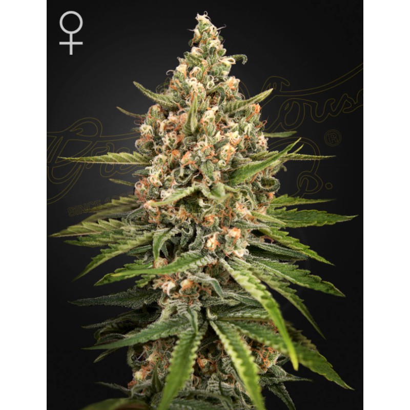 BUBBA SLUSH · Green House Seeds · sementes de maconha · Fem