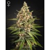 BUBBA SLUSH · Green House Seeds · graines de cannabis · Fem