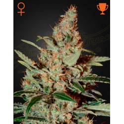 CHEMDOG · Green House Seeds · sementes de maconha · Fem