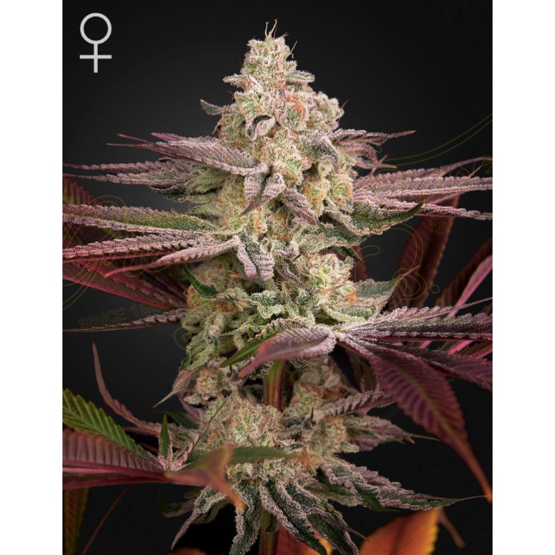 CHEMICAL BRIDE · Green House Seeds · sementes de maconha · Fem