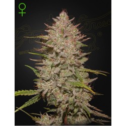 CHEMICAL CANDY AUTO · Green House Seeds · cannabis samen · AutoFem