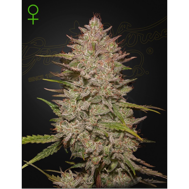 CHEMICAL CANDY AUTO · Green House Seeds · cannabis samen · AutoFem