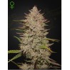 CHEMICAL CANDY AUTO · Green House Seeds · cannabis samen · AutoFem