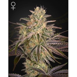 CLOUD WALKER · Green House Seeds · kaufen cannabis samen · Fem