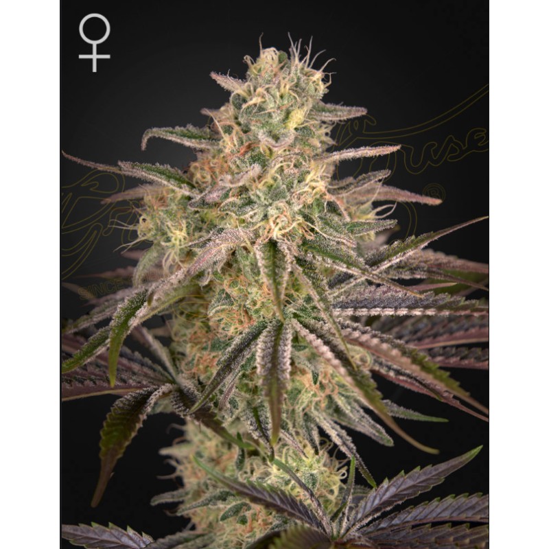 CLOUD WALKER · Green House Seeds · graines de cannabis · Fem