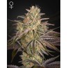 CLOUD WALKER · Green House Seeds · cannabis seeds · Fem