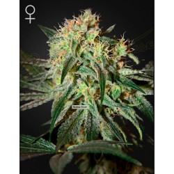 DAMN SOUR · Green House Seeds · cannabis samen · Fem
