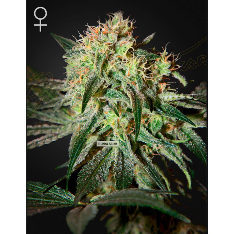 DAMN SOUR · Green House Seeds · sementes de maconha · Fem
