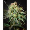 DAMN SOUR · Green House Seeds · sementes de maconha · Fem