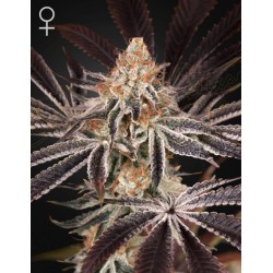DARK PHOENIX · Green House Seeds · kenevir tohum · Disi · Fem