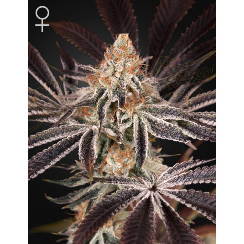 DARK PHOENIX · Green House Seeds · sementes de maconha · Fem
