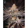 DARK PHOENIX · Green House Seeds · cannabis seeds · Fem
