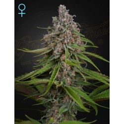 DEEP CANDY · Green House Seeds · kaufen cannabis samen · Fem