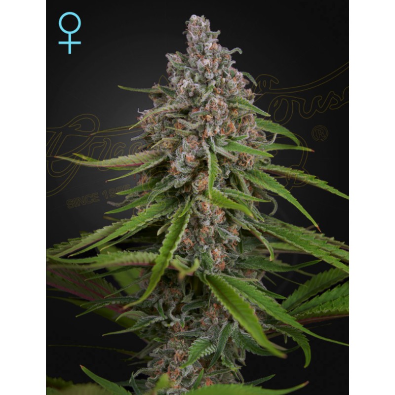 DEEP CANDY · Green House Seeds · cannabis seeds · Fem