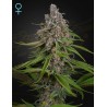 DEEP CANDY · Green House Seeds · kaufen cannabis samen · Fem
