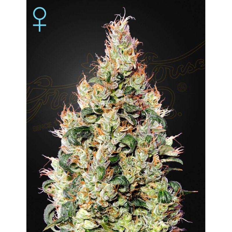 EXODUS CHEESE AUTO CBD · Green House Seeds · kaufen cannabis samen · Auto Fem