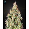 EXODUS CHEESE AUTO CBD · Green House Seeds · kaufen cannabis samen · Auto Fem