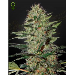 EXODUS CHEESE AUTO · Green House Seeds · sementes de maconha · Auto Fem