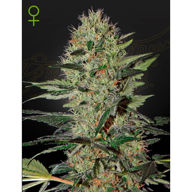 EXODUS CHEESE AUTO · Green House Seeds · sementes de maconha · Auto Fem