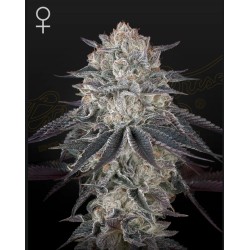 FULLGAS · Green House Seeds · graines de cannabis · Fem