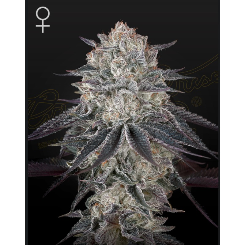 FULLGAS · Green House Seeds · cannabis seeds · Fem