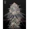FULLGAS · Green House Seeds · graines de cannabis · Fem