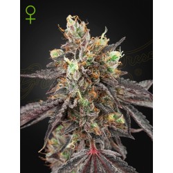 GELATO 41 X GELATO 41 AUTO · Green House Seeds · cannabis seeds · Auto Fem
