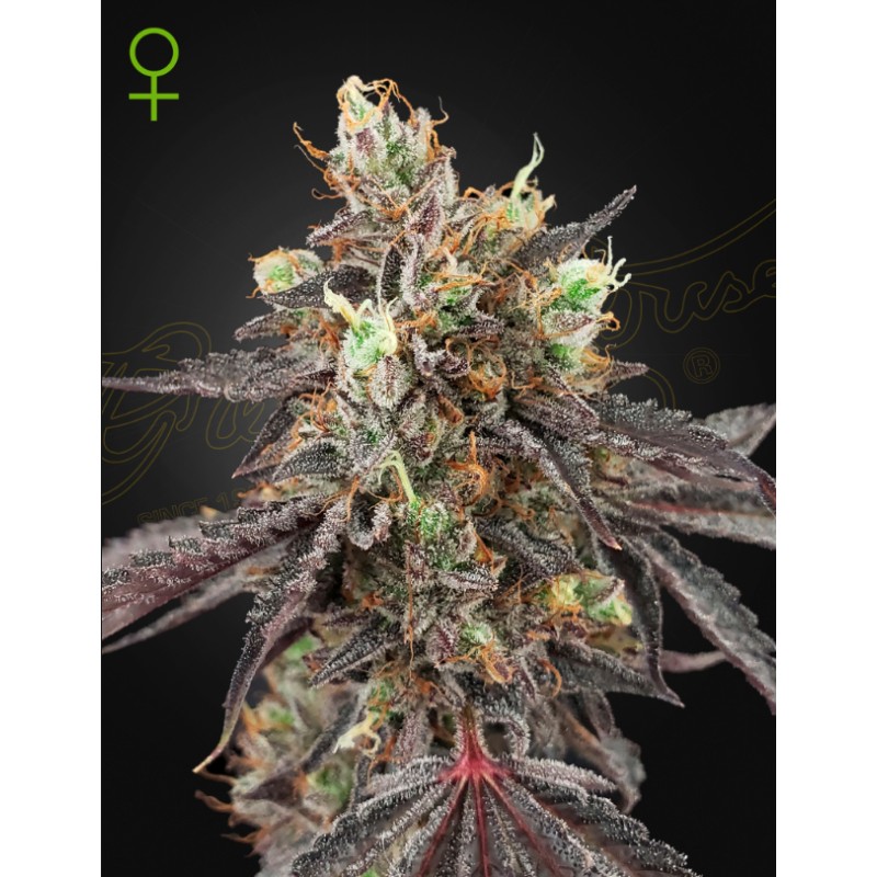 GELATO 41 X GELATO 41 AUTO · Green House Seeds · graines de cannabis · Auto Fem