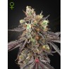 GELATO 41 X GELATO 41 AUTO · Green House Seeds · kenevir tohum · Disi · Auto Fem