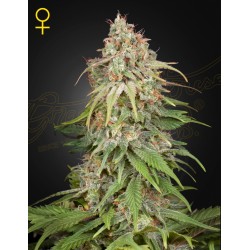 GH AMNESIA · Green House Seeds · sementes de maconha · Fem