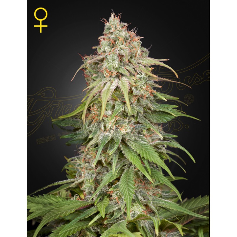 GH AMNESIA · Green House Seeds · kaufen cannabis samen · Fem