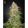 GH AMNESIA · Green House Seeds · kenevir tohumu · Disi · Fem