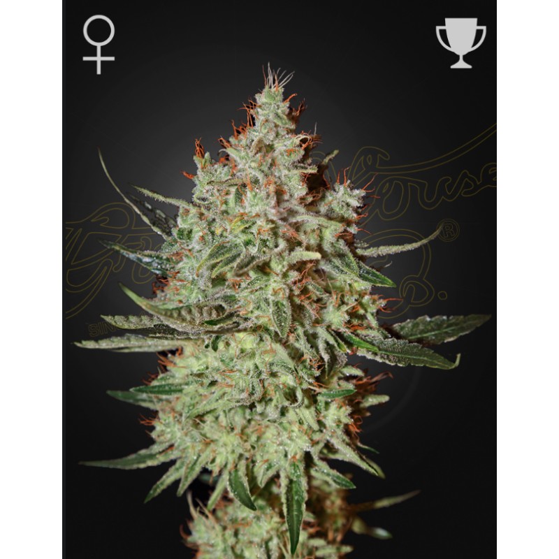 GH CHEESE · Green House Seeds · cannabis seeds · Fem