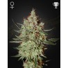 GH CHEESE · Green House Seeds · cannabis seeds · Fem