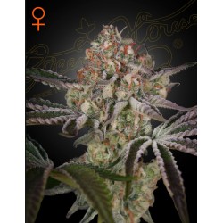 GREAT WHITE SHARK · Green House Seeds · graines de cannabis · Fem