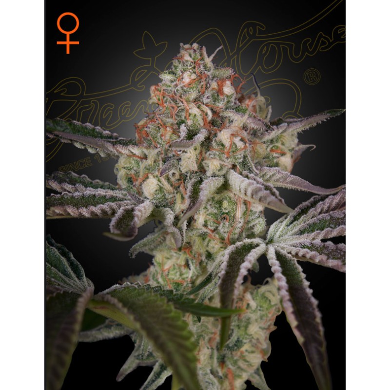 GREAT WHITE SHARK · Green House Seeds · cannabis seeds · Fem